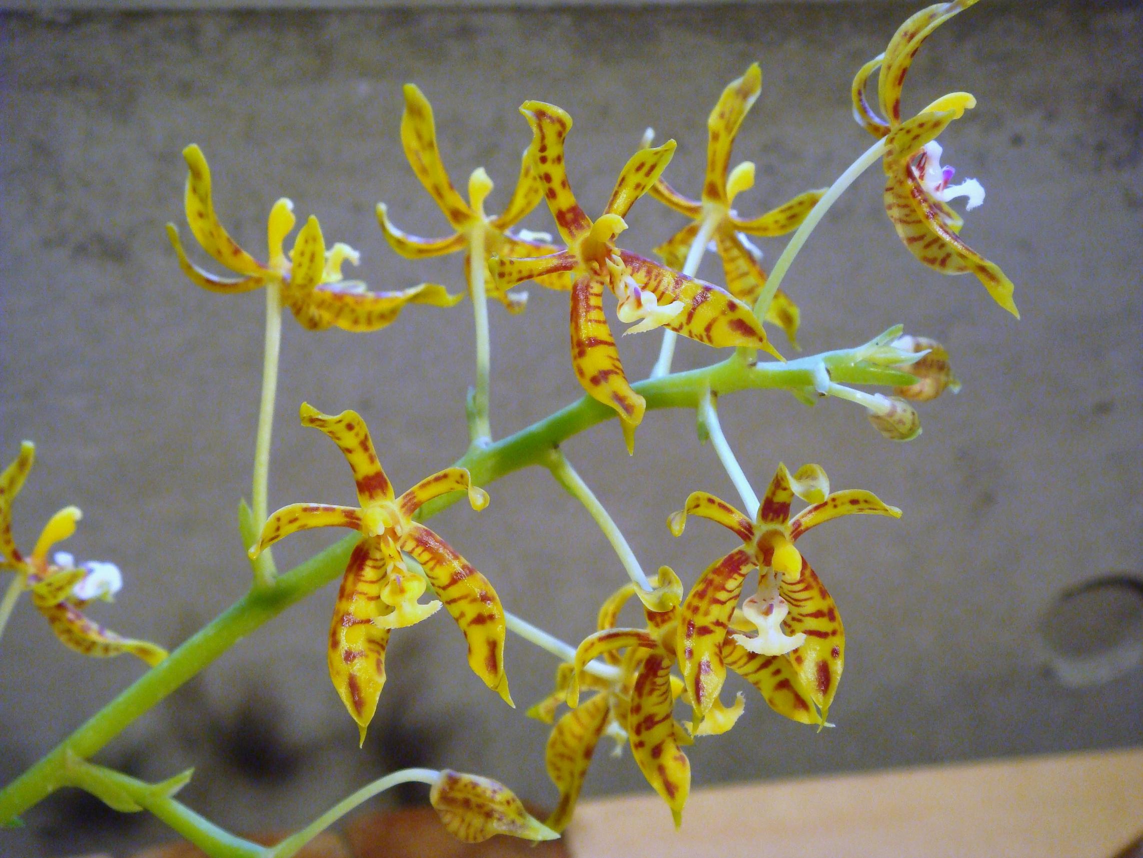 Phalaenopsis mannii Reichenbach f.